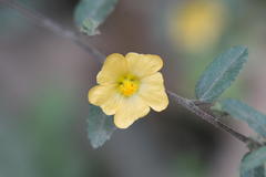 Sida rhombifolia subsp. rhombifolia var. scabrida